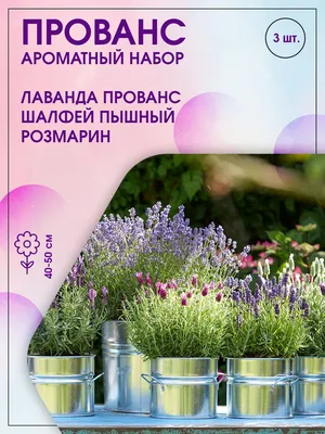 Лаванда стэхадская - 37 семена - Lavandula stoechas – Garden Seeds Market |  Бесплатная доставка