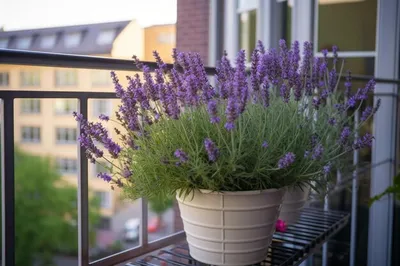 Цветущий лаванда на балконе Стоковое Фото - изображение насчитывающей  садовничать, галиматью: 187064830