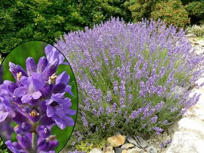 Лаванда узколистная Lavandula angustifolia /17 — цена в LETTO