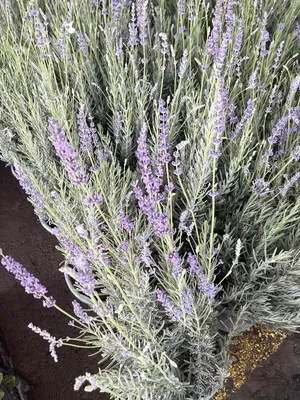 Lavandula Angustifolia обыкновенная лавандровая лавандровая садовая лаванда,  цветущая в саду Стоковое Фото - изображение насчитывающей средства, лето:  248825310