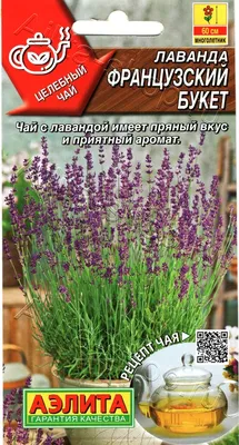 Лаванда узколистная Сильвер Эдж Р9 купить за 550 р. в садовом центре АСТ  Медовое