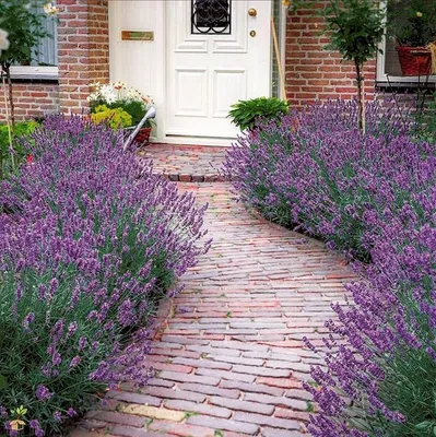 Ландшафтный дизайн. Дача и сад в Instagram: «Лаванда бордюрная возле входа  в дом 🏡» | Лавандовый сад, Дизайн овощного огорода, Садовый домик