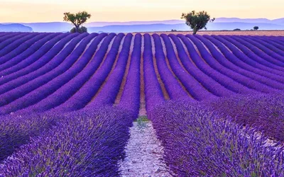 Лаванда узколистная Блю Сцент. (Lavandula angustifolia Blue Scent) купить в  интернет-магазине ЦВІТСАД с доставкой по Украине