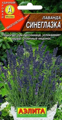 Лаванда Стэхадская — Купить саженцы в Екатеринбурге в интернет-магазине  питомника «Зеленый дом»