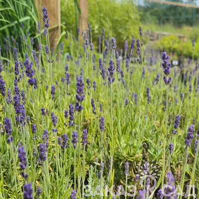 Лаванда Лаванда узколистная Хидкот (Lavandula angustifolia Hidcote Blue  Strain) Р9 купить по цене 164 руб. | Доставка Смоленск, Москва, СпБ