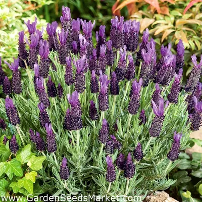 Лаванда стэхадская - 37 семена - Lavandula stoechas – Garden Seeds Market |  Бесплатная доставка