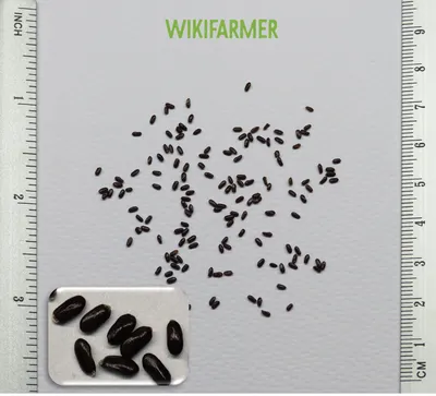 Lavandula officinalis - Лаванда семена - Wikifarmer