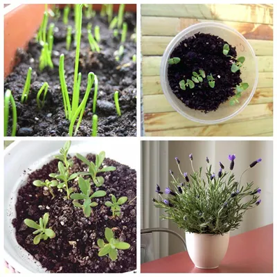 Выращиваем лаванду из семян дома: мой опыт | NO ART NO MART | Дзен