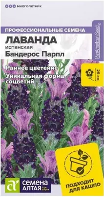 Семена лаванды Элеганс пурпурная 100 шт Pan Аmerican купить в Украине -  фото, отзывы, описание ᐉ Agriks.com.uа