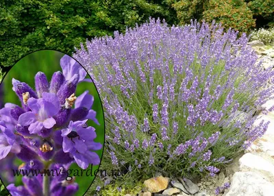 Лаванда широколистная Пурпл \"Purple\"