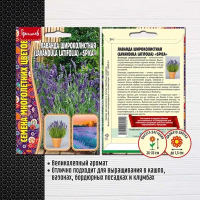 Лаванда широколистная (Lavandula latifolia) — описание, выращивание, фото |  на LePlants.ru