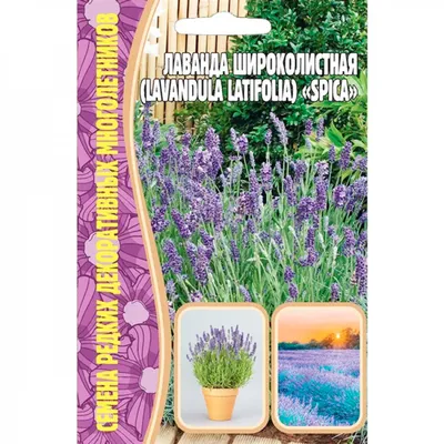 Лаванда широколистная \"Pedunculata\", Педункулата