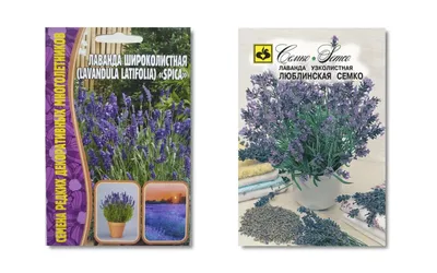 Lavandula latifolia Medik., Лаванда широколистная (World flora) - Pl@ntNet  identify