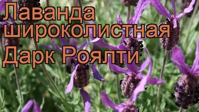 Лаванда Cемена ЛАВАНДА ШИРОКОЛИСТНАЯ SPICA 30 шт.