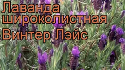 Лидер Агро - Каждому из нас хочется вырастить такой чудесный цветок, как  лаванда. Вот несколько советов по ее выращиванию. Лаванда. Выращивание  дома, в горшке и в саду Лаванда предпочитает открытое, солнечное  месторасположение