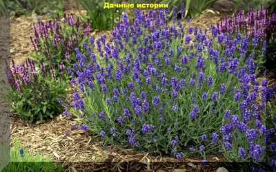Саженцы Лаванда широколистная Принцесса (1,5 литра) — купить по цене от 600  ₽ в Москве. ◈ Интернет - магазин «Садовник Сам»