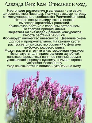 Лаванда Григорьев многолетник - купить по выгодным ценам в  интернет-магазине OZON (1048643894)