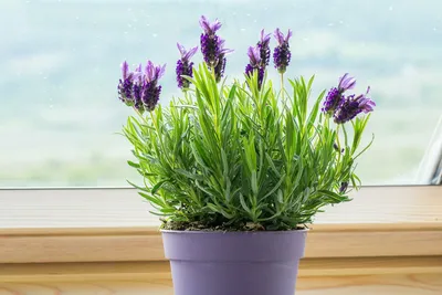 Лаванда широколистная Дарк Роялти (lavandula) 🌿 обзор: как сажать, рассада  лаванды Дарк Роялти - YouTube