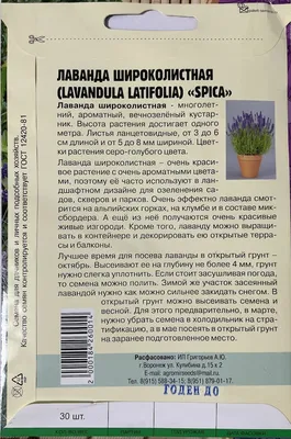 Лаванда широколистная Лавандин d19 см купить недорого в интернет-магазине  товаров для сада Бауцентр