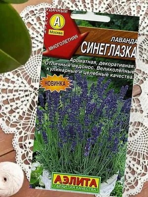 Лаванда широколистная Винтер Лэйс (lavandula) 🌿 обзор: как сажать, рассада  лаванды Винтер Лэйс - YouTube
