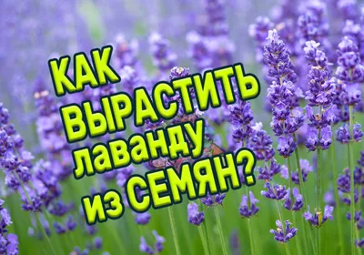 Лаванда широколистная в кашпо - Светло-сиреневый