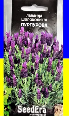 Лаванда широколистная Хелмсдейл с доставкой! 🌱 [Р815975]