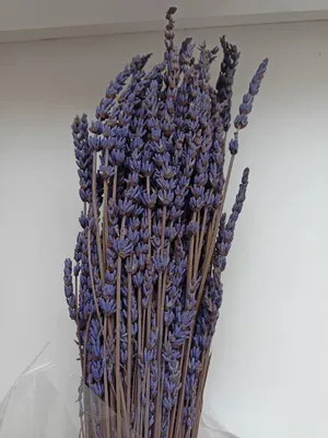 Лаванда широколистная французская 'Papillon', купить в Ростове, Lavandula  stoechas 'Papillon', Lavandula latifolia, Lavandula spica, заказать почтой,  Вечнозеленые деревья и кустарники Купить растения в Ростове-на-Дону,  Интернет-магазин, питомник ...