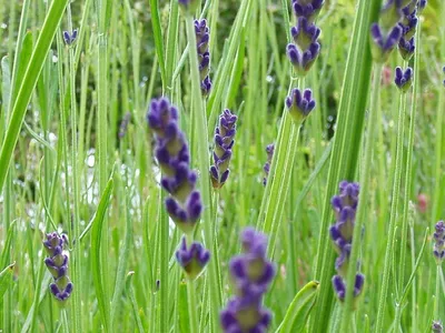 Лаванда узколистная, Lavandula angustifolia