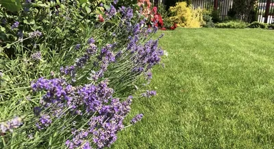 🌱 Лаванда узколистная Munstead по цене от 525 руб: саженцы, рассада,  крупномеры - купить в Москве с доставкой - интернет-магазин Все Сорта