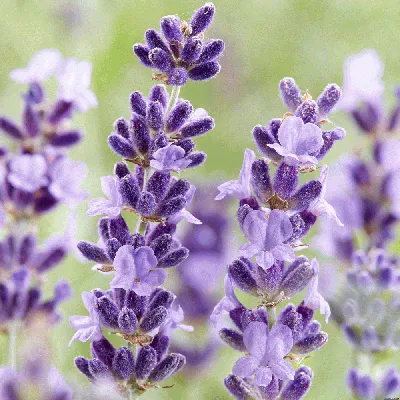 Лаванда узколистная, Lavandula angustifolia