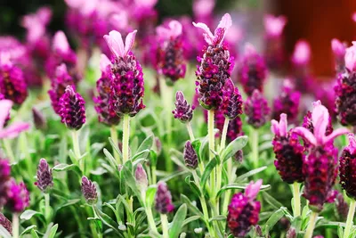Лаванда узколистная Хидкоте \"Hidcote\"