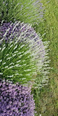 https://www.garshinka.ru/blog/lavanda-posadka-vyraschivanie-ukhod-i-razmnozhenie