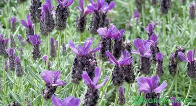 Оттенки лаванды. Сорта лаванды. Цвет лаванды. Lavender varieties. Lavender  colour. Выращивание лаванды. Лаванда эстетика. Лав… | Выращивание лаванды,  Лаванда, Цветы