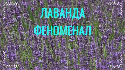 Как выращивают и собирают лаванду