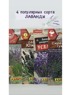 Лаванда широколистная Пурпл \"Purple\"