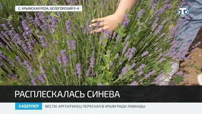 Лаванда: виды, выращивание и уход | mama-znaet.com