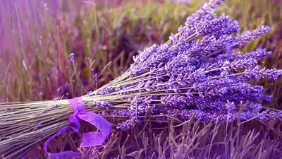 🌱 Лаванда узколистная по цене от 60 руб: саженцы, рассада, крупномеры,  семена - купить в Москве с доставкой - интернет-магазин Все Сорта