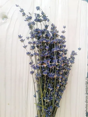 Semetsvet Сухоцветы для декора лаванда сушеная букет