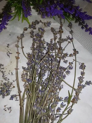 Лаванда сушеная цветы – купить по выгодной цене | Делюкс