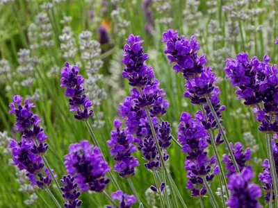 Лаванда узколистная (Lavandula angustifolia)