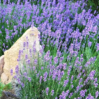 Лаванда Лаванда узколистная Хидкот (Lavandula angustifolia Hidcote Blue  Strain) Р9 купить по цене 164 руб. | Доставка Смоленск, Москва, СпБ