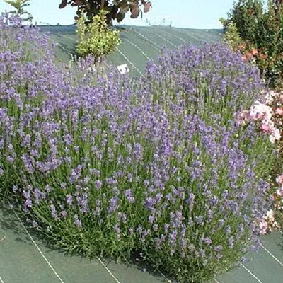 Коллекции растений ЦСБС СО РАН - Lavandula angustifolia Mill. – Лаванда  узколистная