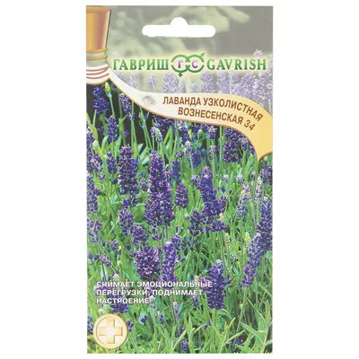 Лаванда узколистная (Lavandula angustifolia `Dwarf Blue`) - Лаванда  узколистная - Многолетники - Каталог - LESKOVO-PITOMNIK.ru