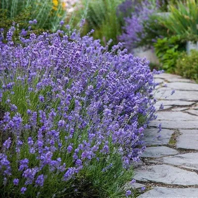 ЛАВАНДА УЗКОЛИСТНАЯ, Lavandula angustifolia, 1400 м. — Магия флоры