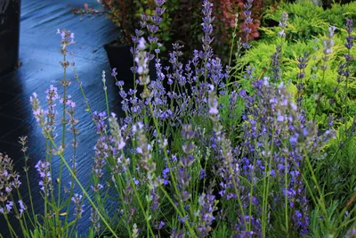 Лаванда узколистная HIDCOTE BLUE