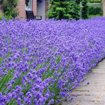 Лаванда узколистная (Lavandula angustifolia) • ЦВЕТЫ и КУСТЫ