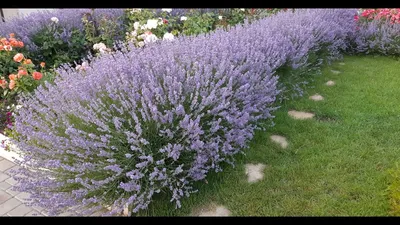 Лаванда узколистная Хидкоте \"Hidcote\"