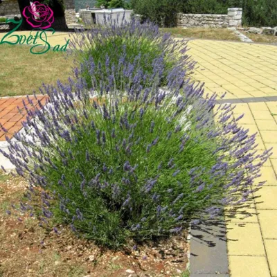 Лаванда узколистная Блю Сцент. (Lavandula angustifolia Blue Scent) купить в  интернет-магазине ЦВІТСАД с доставкой по Украине