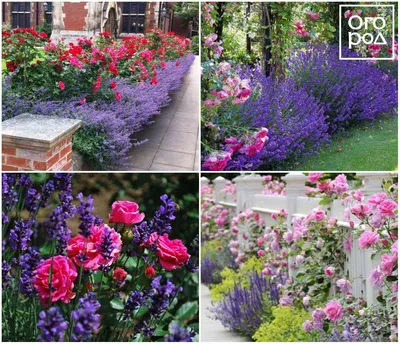 10 идей, как использовать лаванду в дизайне сада | Посадка лаванды,  Лавандовый сад, Дизайн сада