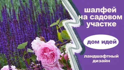 Лаванда Цветущий сад лаванды набор - купить по выгодным ценам в  интернет-магазине OZON (799918053)